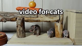 Cat Tv for Cats to WatchRats in The Jerry Mouse HoleCat Games