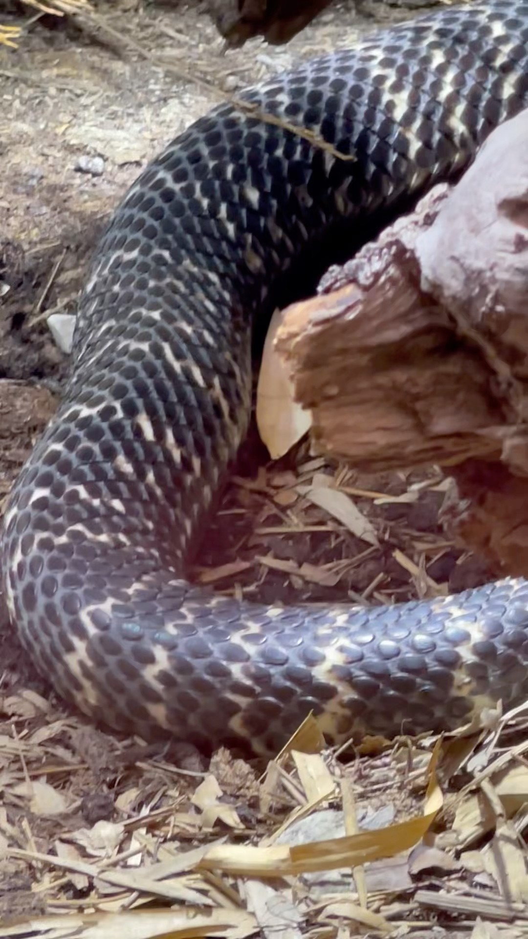 Gigantic Snake Showing Flexibility