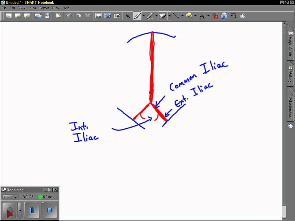 leg arteries - YouTube