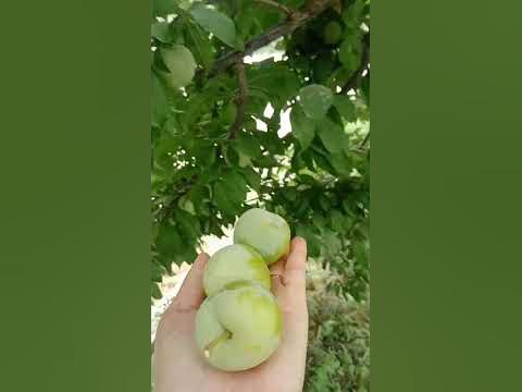 олч@@ - YouTube