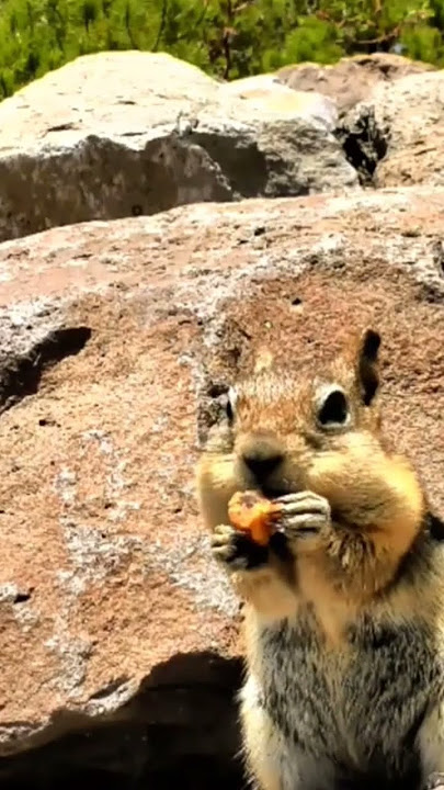 Explore Nature Now Nature Documentaries Wild ANIMAL Ardilla Squirrell Rodent #explorenaturenow