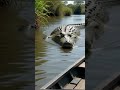 giant crocodile #crocodile  #animals #movie #giantcrocodile #shorts #movie @Gameonios1