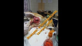 Живодер в Кропивницком, порезал собаку. Живодер в Кропивницком, порезал собаку.