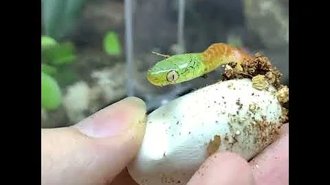 КОШАЧЬЯ ЗМЕЯ .