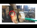 HIDDEN *HOOF ABSCESS POPS* AS IT BURSTS