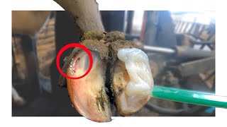 HIDDEN *HOOF ABSCESS POPS* AS IT BURSTS