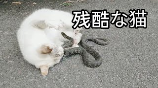 【猫】猫と蛇、どっちが強いのん【Catching a snake】