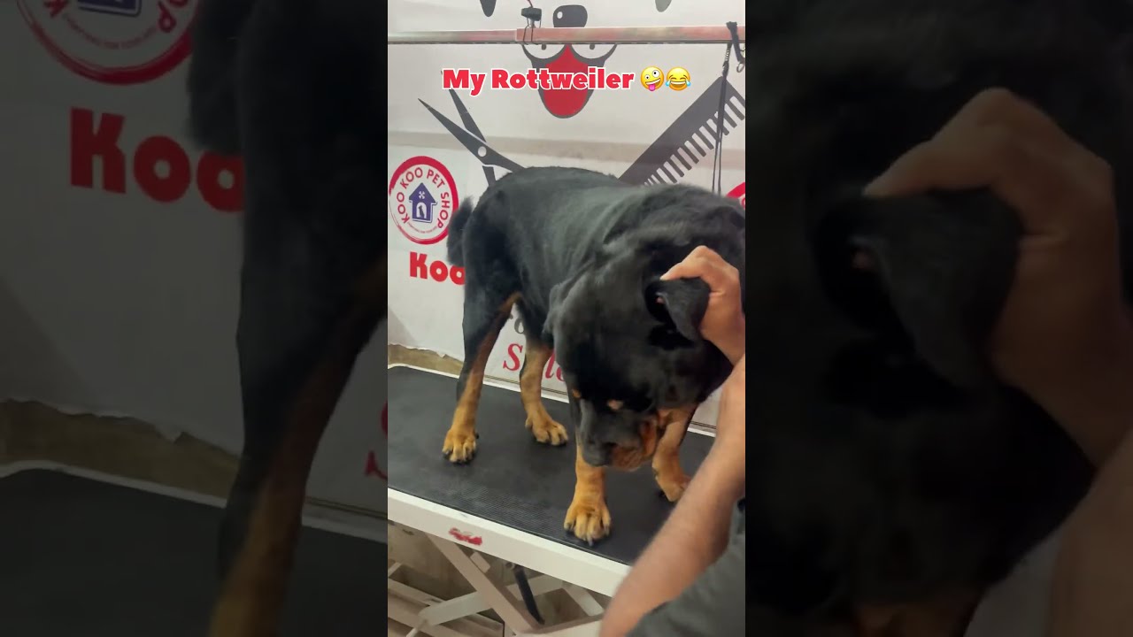 Wait For My Rottweiler Rottweilerthebruzzo9212 Dog Shorts