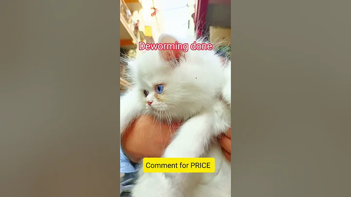Watch the video about Persian kittens top quality available in Bangalore #dollfacepersiancat #persiancat