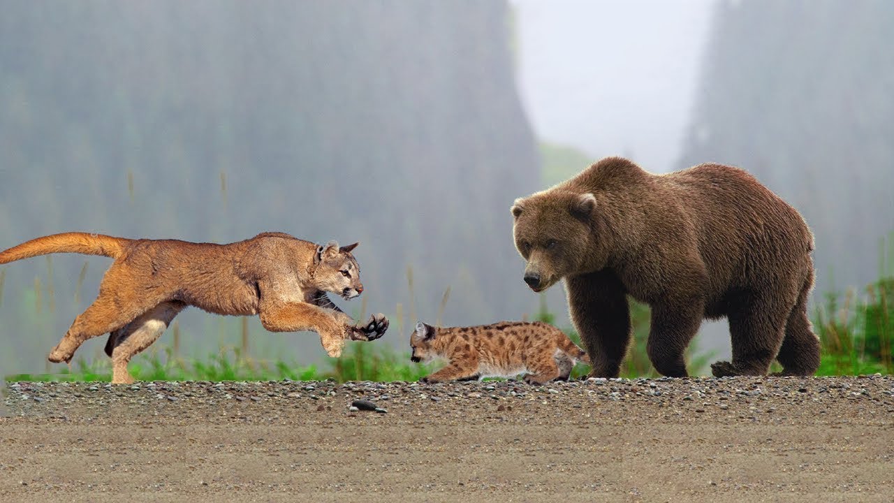 Кого сильнее рысь. Пума vs медведь. Гризли против Пумы. Медведь Гризли против Льва. Пума против медведя Гризли.