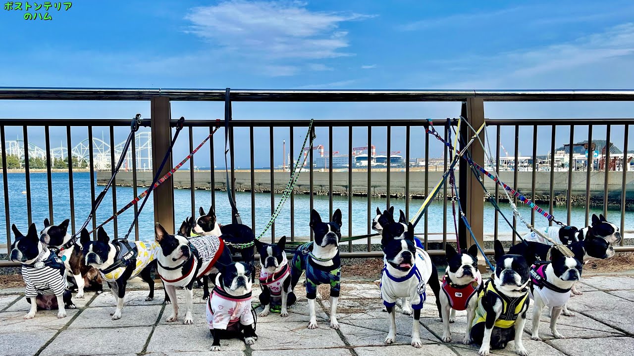 ボストンテリア17頭と過ごす休日BBQ