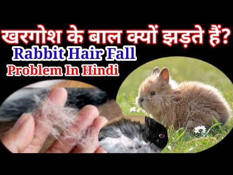 खरगोश के बाल क्यों झड़ते हैं? Rabbit Hair Fall Problem In Hindi ।। Khargosh ke bal jhadne ke karan