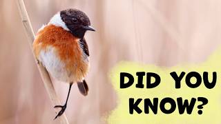 STONECHAT What Should You Know?
