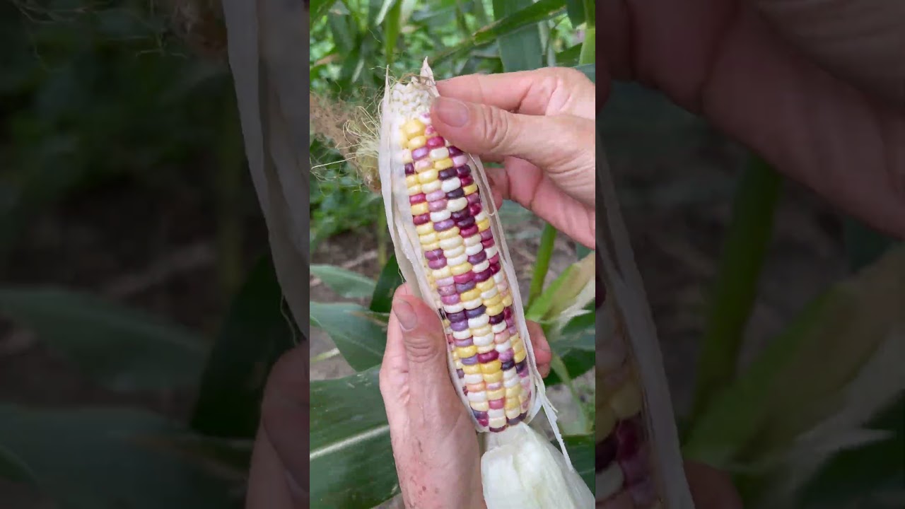 Beautiful Nature with Rural Life - Harvest red banana, cashew fruit, colorful corn, radish and guava