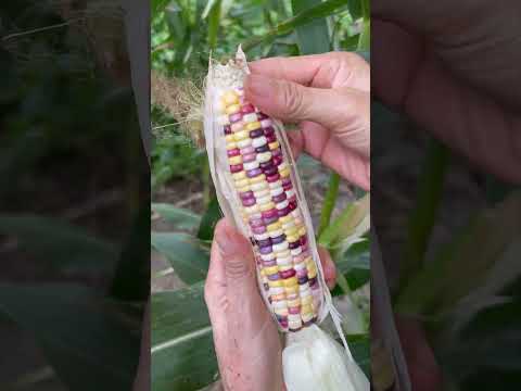 Beautiful Nature with Rural Life - Harvest red banana, cashew fruit, colorful corn, radish and guava