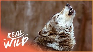 Understanding The Beautiful Howls Of A Wolf Pack | Natural Kingdom | Real Wild