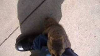 attack of the squirrel