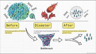 Theory of Evolution : 22 - Genetic Drift and the Neutral Theory (ENG)