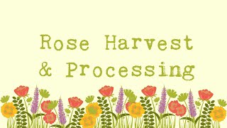 Rose Harvest & Processing