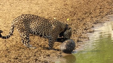 Tortoise Uses Its Shell To Protect From Jaguar