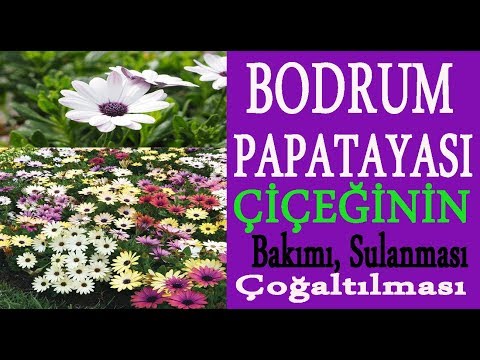 Bodrum papatyası çiçeğinin bakımı, sulanması, çoğaltılması nasıl olmalı? Neler yapmalıyız.