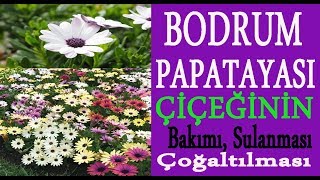 Bodrum Papatyası Çiçeğinin Bakımı Sulanması Çoğaltılması Nasıl Olmalı? Neler Yapmalıyız 