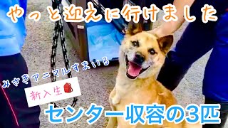 【保護犬】収容期限が迫っていた3匹のわんちゃんがやってきた！【保健所】 by みさきアニマルすまいる 4,163 views 1 year ago 8 minutes, 15 seconds