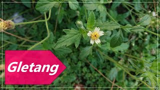 Mengenal Gletang | Tanaman mirip bunga matahari | Seri Tumbuhan | Coat buttons or Tridax procumbens