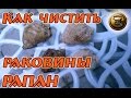 Способы очистки раковин рапана Как и чем чистить раковины рапан (ракушки)