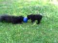 Nikkou and Comet play tug
