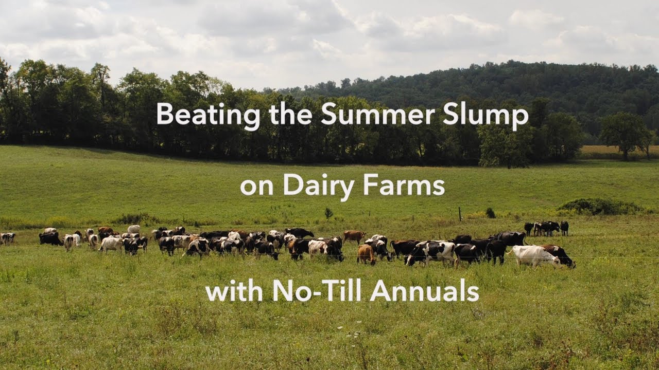 Beating the Summer Slump on Dairy Farms with No-Till Annuals