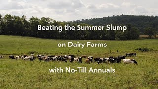 Beating The Summer Slump On Dairy Farms With No-Till Annuals