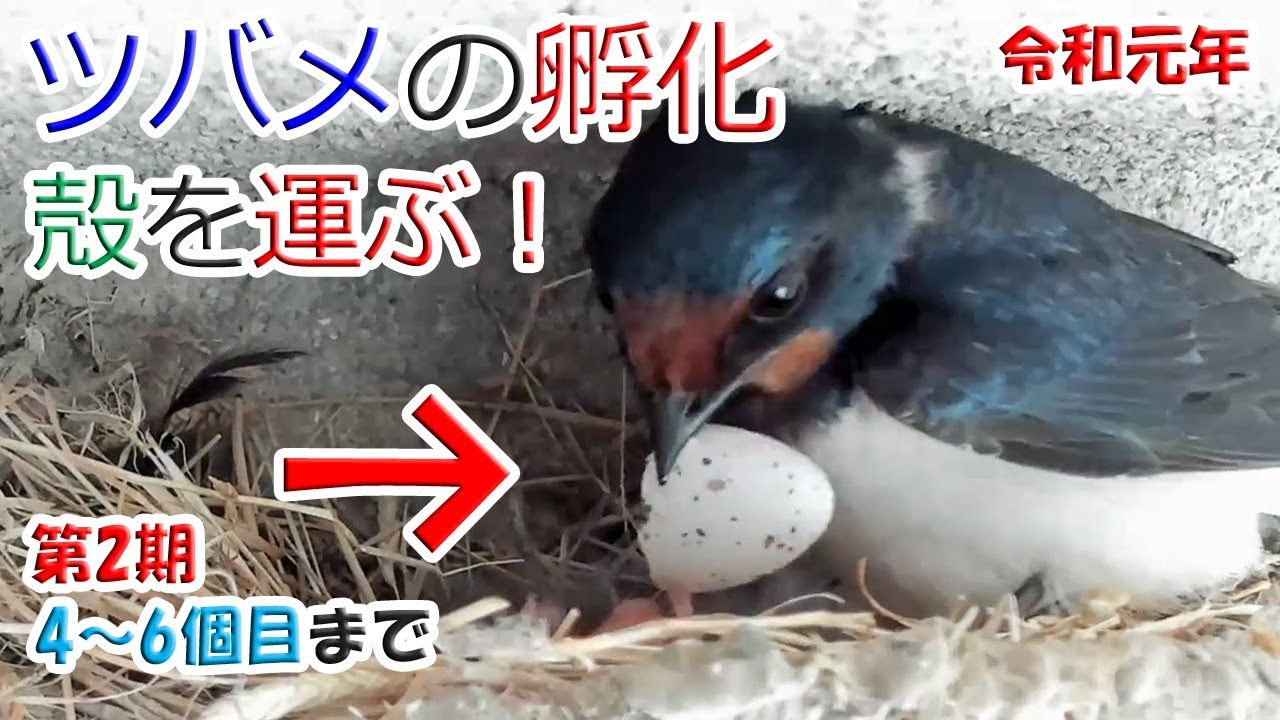 ツバメの卵4 6個目が孵化したときに 殻を運ぶところ 第2期 令和元年 Youtube