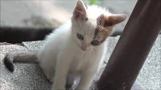 Cat Family with Adorable Kittens Alex and Dolly by Kitten meow 57 views 2 years ago 6 minutes, 40 seconds