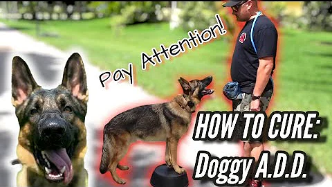 German Shepherd Won't Pay Attention! How to Cure Dog with Attention Deficit Disorder or A.D.D. - DayDayNews