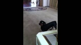 Miniature Dachshund Howling