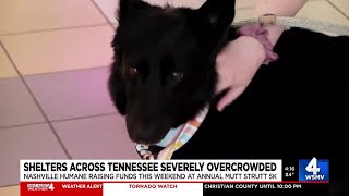 Annual 5K raising money for severely overcrowded shelters across TN