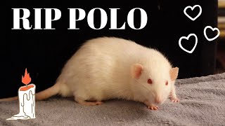 💔RIP POLO