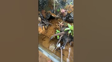 Thả cá săn mồi cho hồ bán cạn