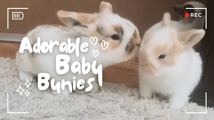 Baby Bunnies Leave The Nestbox For the First Time