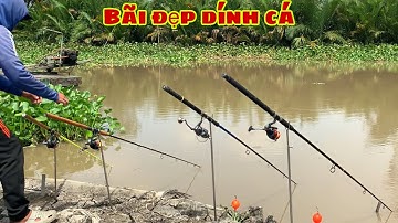 Câu Cá Tra Sông - Bãi Đẹp Quăng Câu Cá Ăn Liên Tục | Fishing - Miền Tây