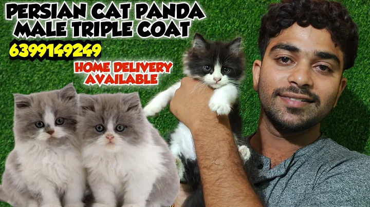 Video 11089911: persian cat grooming, persian cat food, persian cat home, persian cat adoption, training, cute kitten
