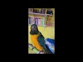 Talking Sun Conure &quot;Whats up&quot;