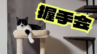 〈猫動画〉握手会を始めてくれた猫　◇　The cat who started the handshake event