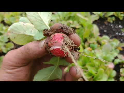 Video: Quando Raccogliere Il Ravanello? Quando Scavare Diverse Varietà Dal Giardino Per La Conservazione? Date Di Raccolta In Diverse Regioni