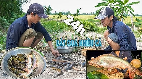 24h trên cánh đồng thạnh Hoá bắt quá nhiều Cá | Gấc Quê