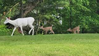 Albino Deer Family