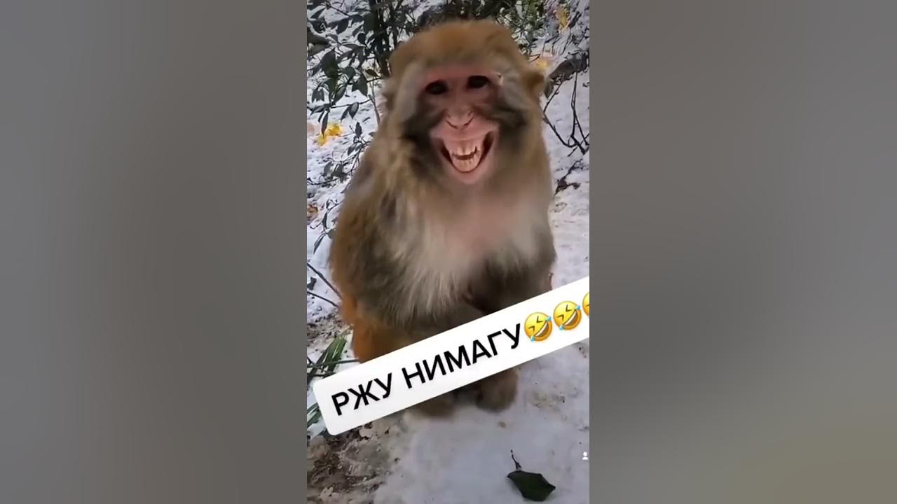 Обезьяна смеётся )) - YouTube