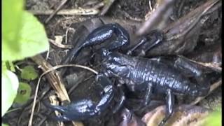 Scorpion in Sumatra