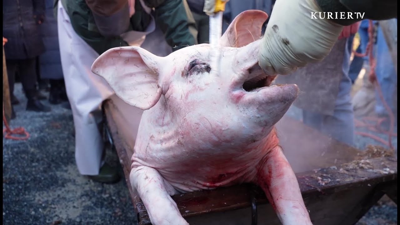 Der Sautanz: Tradition und Brauchtum